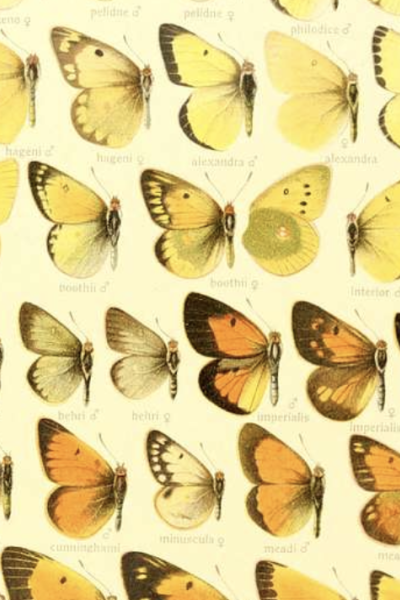 colias plate