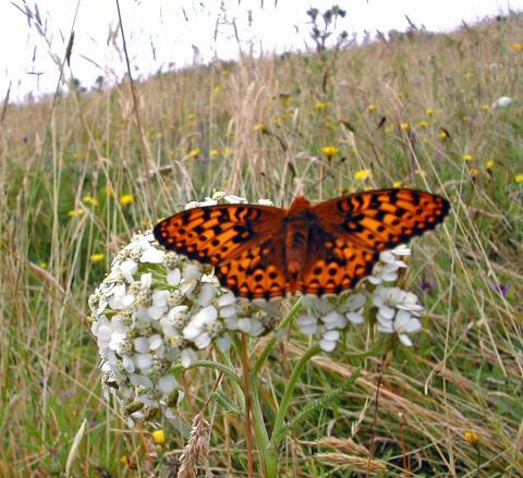 Oregon Silverspot