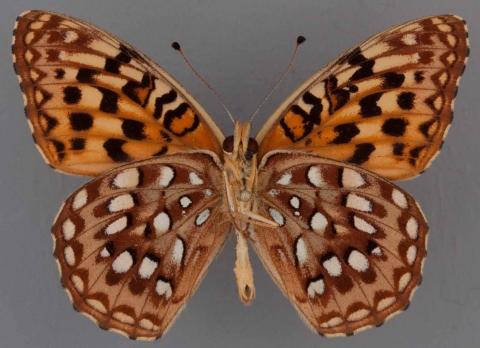 Speyeria zerene
