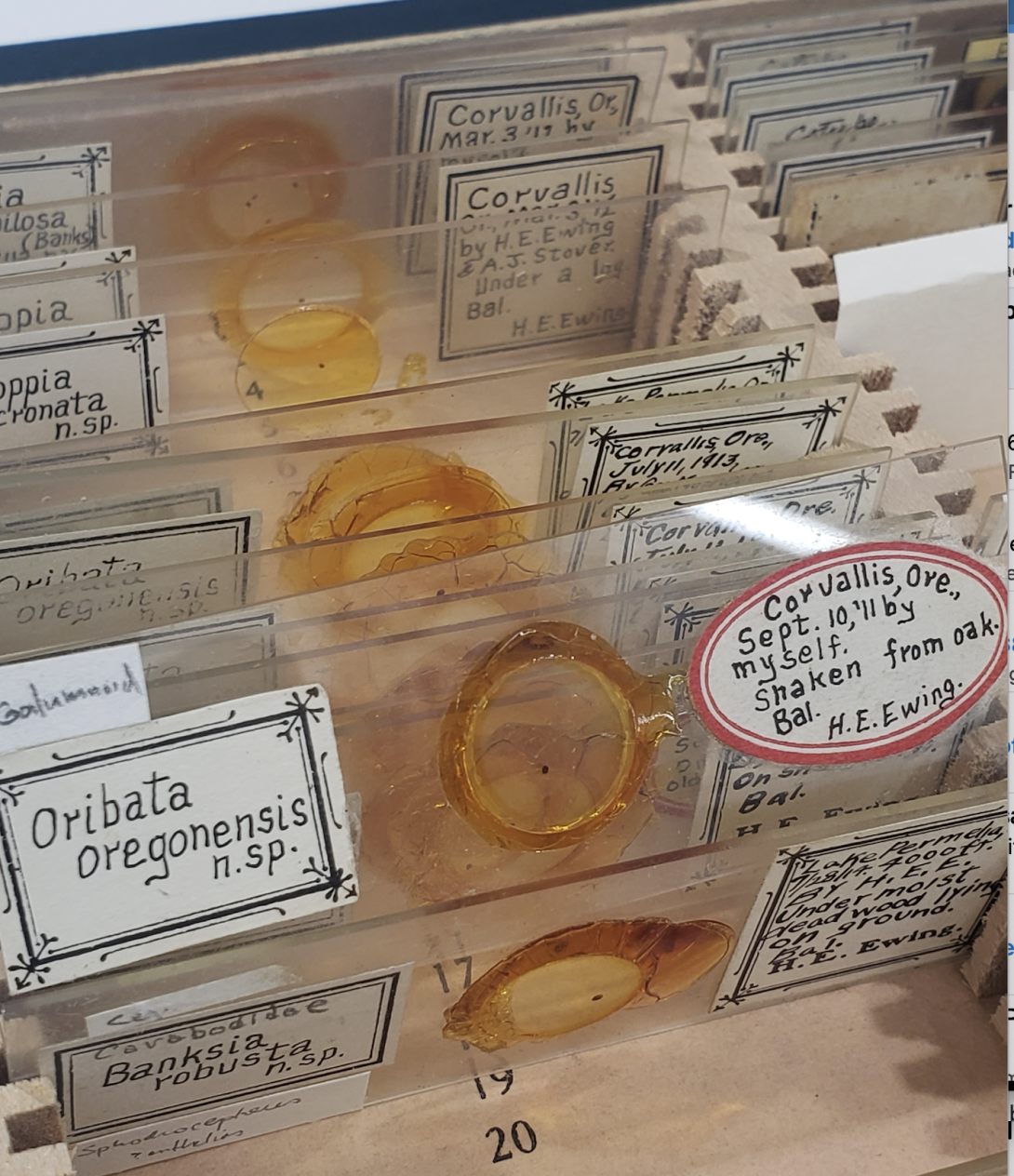 photograph of slides in the H.E.Ewing mite collection at OSU
